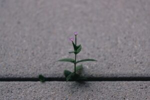 Photo Career Growth Strategies